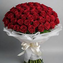 Букет 101 Красная роза Блэк Мэджик в Харпе